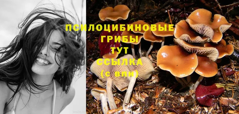 Галлюциногенные грибы Psilocybine cubensis  где можно купить наркотик  Пятигорск 